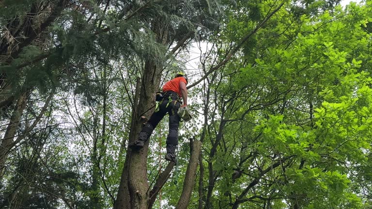 Claypool, AZ Tree Removal Company