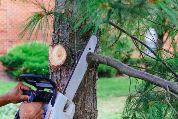 How Our Tree Care Process Works  in  Claypool, AZ